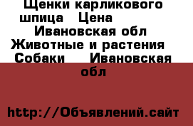 Щенки карликового шпица › Цена ­ 12 000 - Ивановская обл. Животные и растения » Собаки   . Ивановская обл.